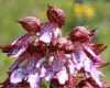 Orchis purpurea