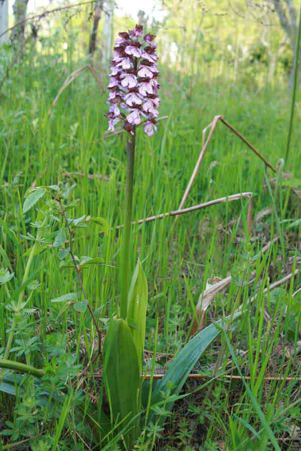 A very tall, robust Lady Orchid plant in Italy