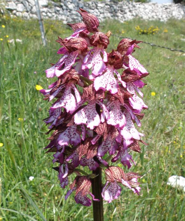 A closeup picture of a very large Lady Orchid