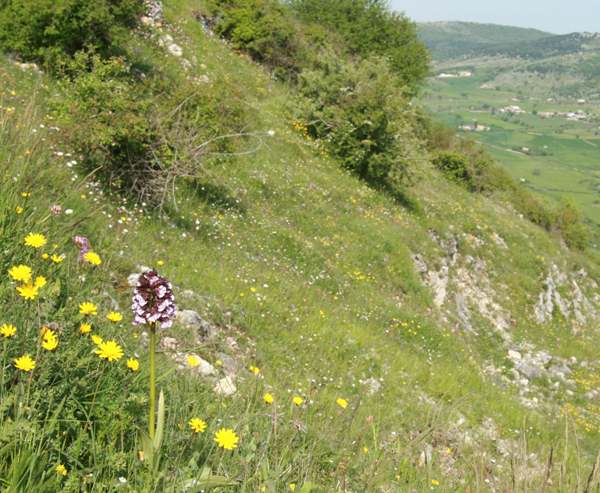 Lady Orchid, Italy