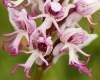 Orchis simia
