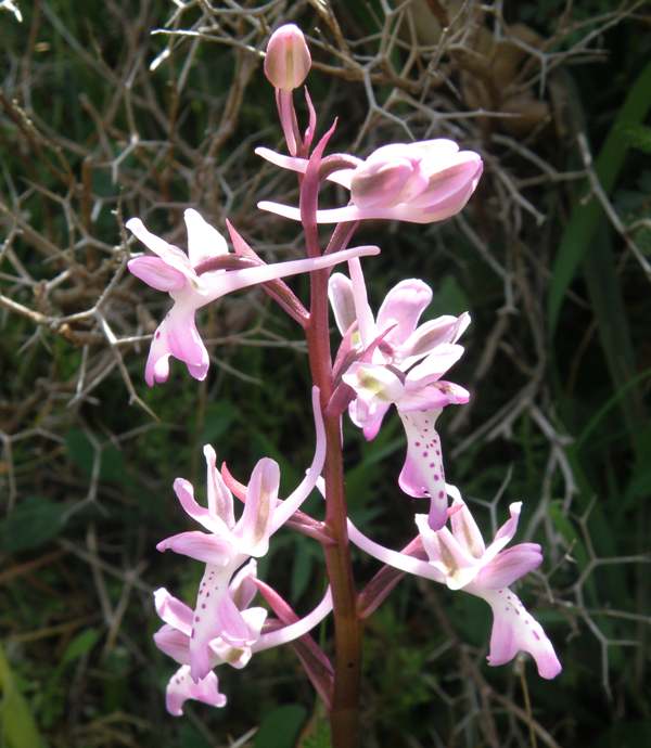Orchis sitiaca