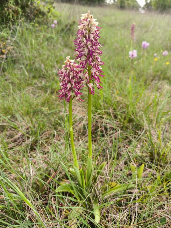 Two Orchis x bergonii side by side in France

