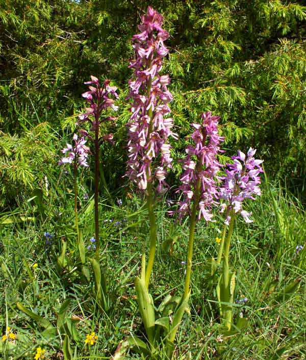 Orchis x spurium and Orchis militaris