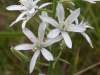 Ornithogalum narbonense