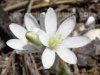 Ornithogalum umbellatum