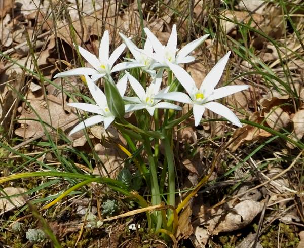 Ornithogalum umbellatum in southern France