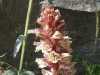 Orobanche amethystea
