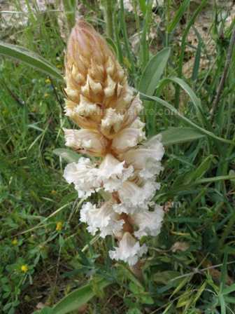 Carnation-scented Broomrape flowering in Italy