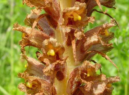 Knapweed Broomrape - closeup