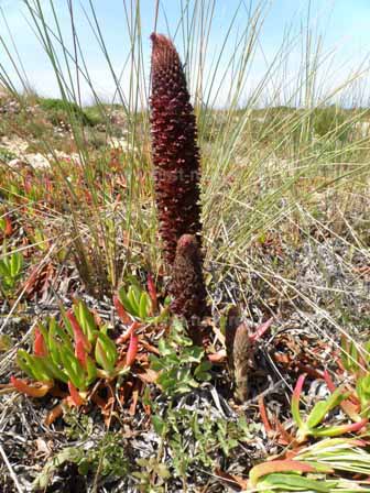 Orobanche foetida at Cape St Vincent