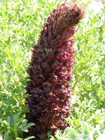 Orobanche foetida - closeup