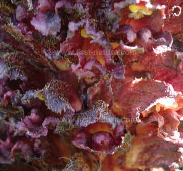 Orobanche foetida, detail picture