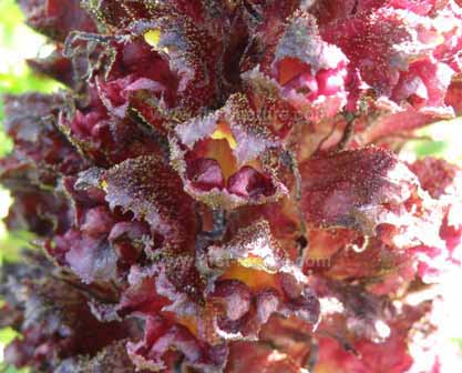 Closeup of Broomrape