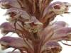 Orobanche minor