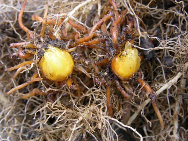 Seedlings of Common Broomrape