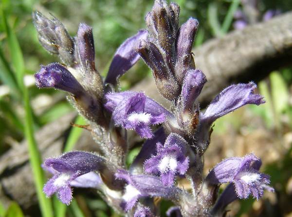 Orobanche ramosa