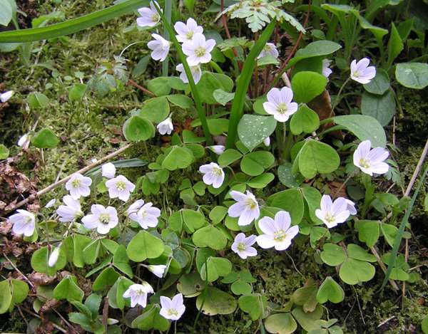 Wood Sorrel