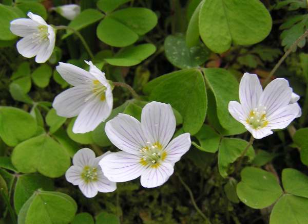 Closeup of Wood Sorrel flowers