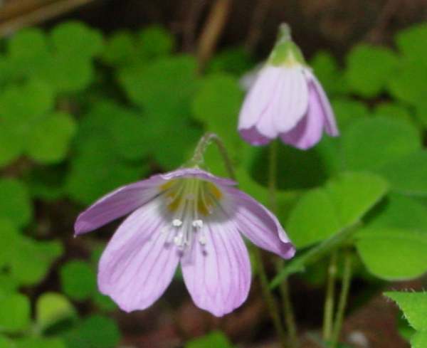 Pink form of Wood Sorrel