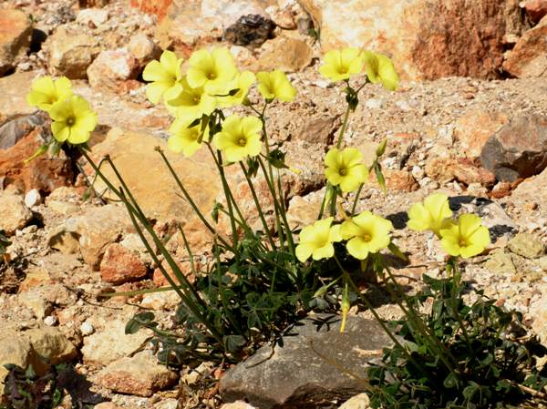 Oxalis pes-caprae - Bermuda Buttercup