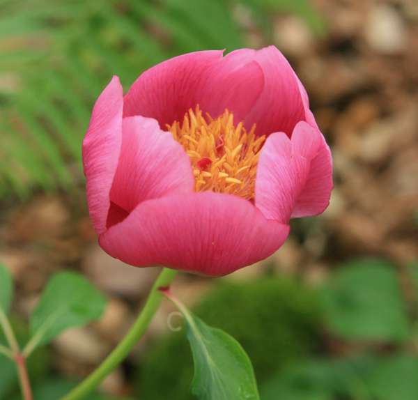 Paeonia broteroi