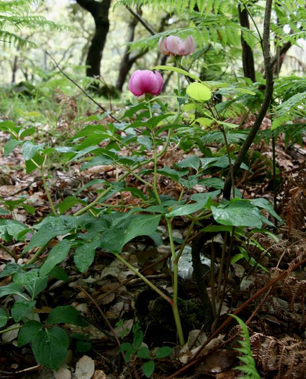 Paeonia broteroi, Algarve