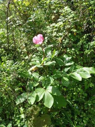 Wild Peony in Italy