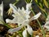 Pancratium maritimum