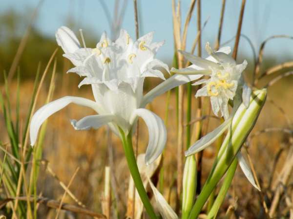 Pancratium maritimum, closeup of flowers