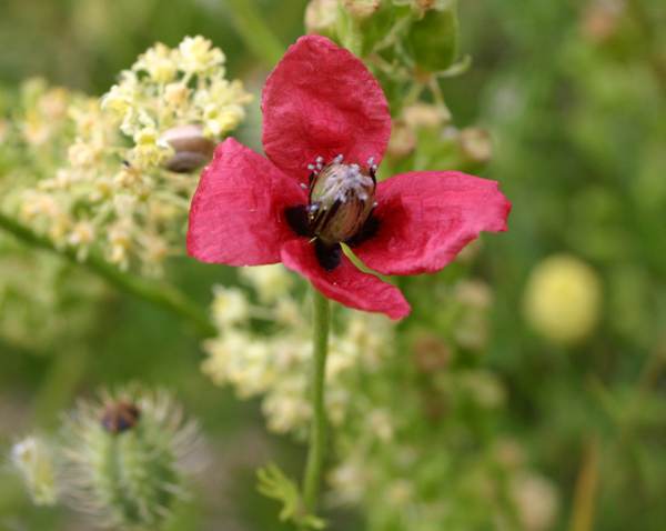 Papaver hybridum, Rough Poppy