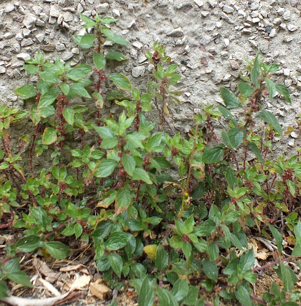 Pellitory-of-the-Wall on the edge of a town pavement