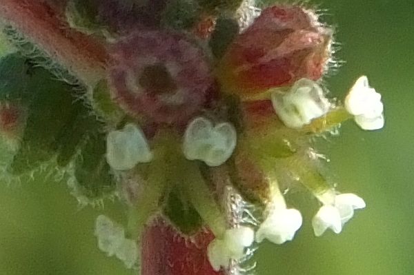 Pellitory-of-the-Wall flowers