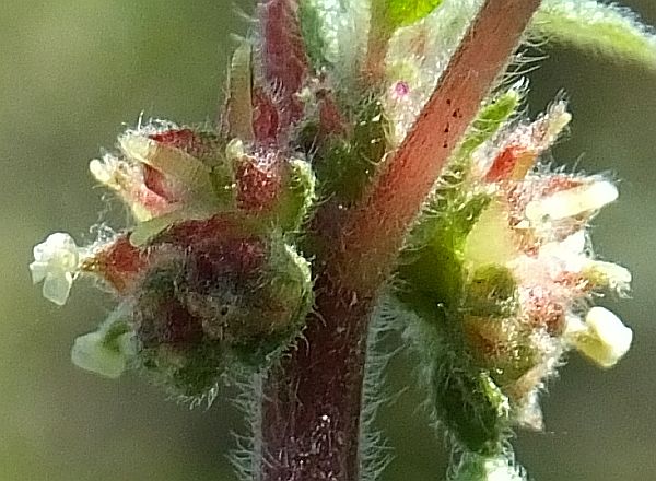 Closeup of male flowers of Parietaria judaica