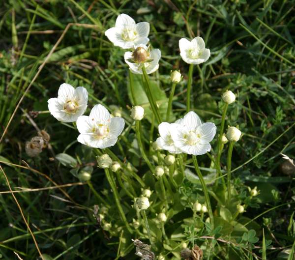 Parnassia palustris