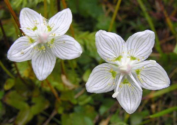 Close up of flowers of Grass of Parnassus og Parnassia palustris