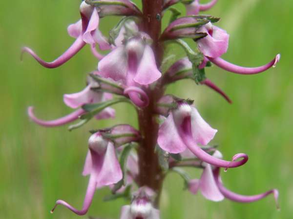 Elephant's Head, closeup of flowers