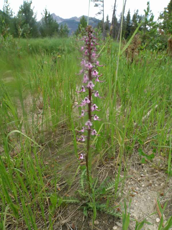 Pedicularis groenlandica, USA