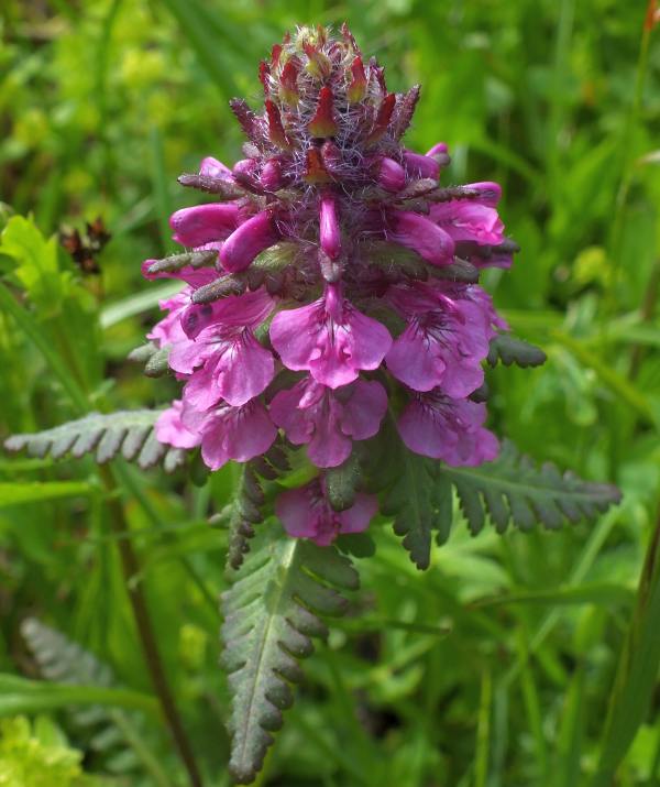 Closeup of Pedicularis verticillata in Slovenia