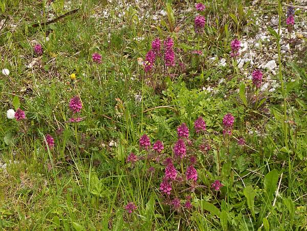 Pedicularis verticillata on a stony bank in Slovenia