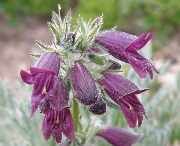 Dusky Beardtongue