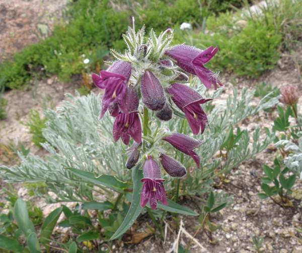 Whipple's Penstemon