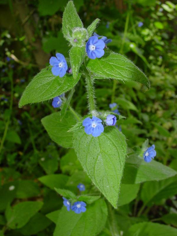Green Alkanet