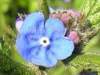 Anchusa azurea,Mysotis scorpioides, WGreen Alkanet, Pentaglottis sempervirens