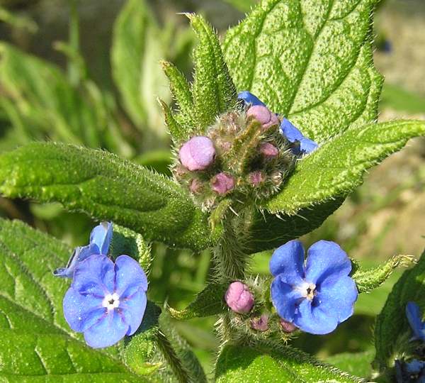 Closeup of Green Alkanet flowers