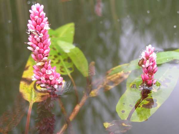 Persicaria amphibia, Amphibious Bistort