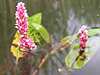 Persicaria amphibia