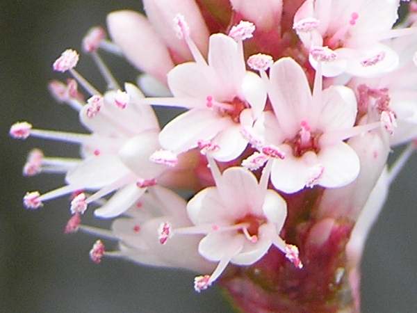 Closeup of Persicaria amphibia, Amphibious Bistort