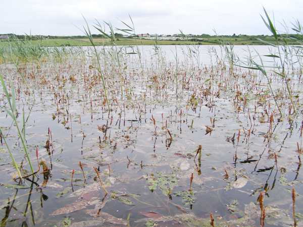 Persicaria amphibia, Amphibious Bistort, Kenfig Pool, Wales