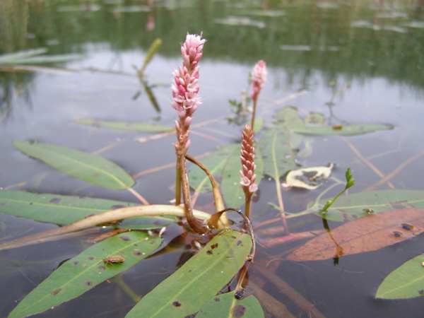 Dense patch of Persicaria amphibia, Amphibious Bistort, Wales